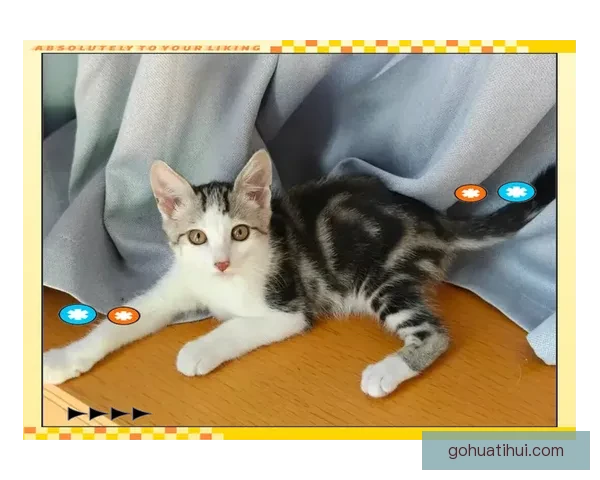 世界杯赛事全攻略解析与投注技巧全面指南让你轻松赢取竞猜收益